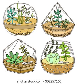 Terrarium with succulent plant 