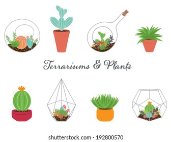 Terrariums  and Plants Collection in Vector