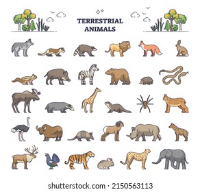 Terrestrial animals group as living species land outline collection set  Wildlife mammals  reptiles   birds isolated list for geographical area   region vector illustration  Zoo biodiversity 