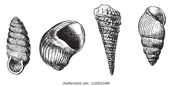 Terrestrial mollusc, Mollusc coastal ancestors of fluviatile and terrestrial species, vintage engraved illustration. From Natural Creation and Living Beings.
