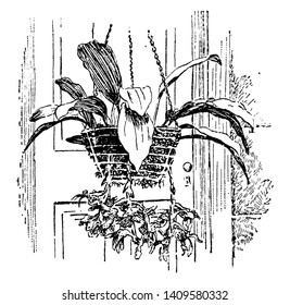 A terrestrial plant of the family Orchidaceae; of temperate and tropical regions. It hava usually showy flowers, vintage line drawing or engraving illustration.