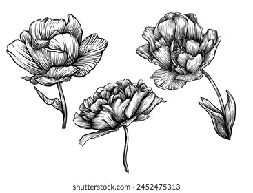 Flores Terri Tulip, flores y hojas decorativas en estilo art nouveau, vintage, antiguo, estilo retro. Clip de arte, conjunto de Elementos para el diseño Bueno para imprimir en camisetas, bolsos, tatuaje. Ilustración vectorial.