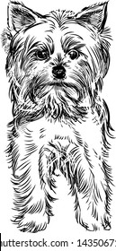 Terrier