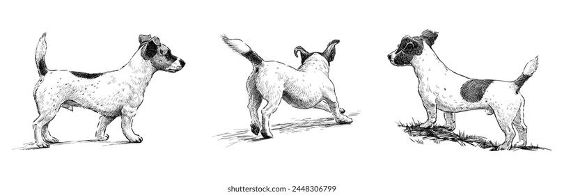 Terrier, perro; mascota; lindo, manchado, de raza pura, corriendo, mirando, dibujado a mano; boceto; aislado en blanco; Vector