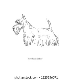 terrier dog sketch