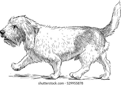 terrier on a stroll