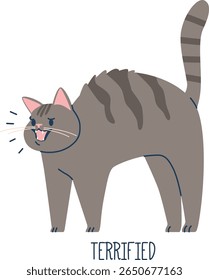 Terrified cat pet animal language