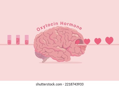 Test tube with chemicals flows into the brain and change to be the heart. Concept Illustration about Oxytocin and chemicals of the human brain affect love and trust.