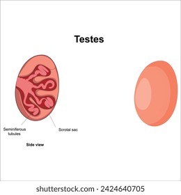 Vector de ilustración detallado etiquetado de testículos