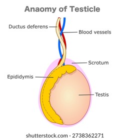 Testicle anatomy, diagram. Cross section of male testis parts. Male reproductive system. Illustration vector