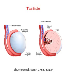 Testicle anatomy. Diagram of inner structures of testicles. male reproductive system