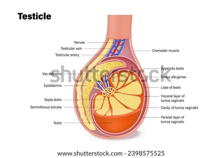 Testicle anatomy. Structures of testicles. Male reproductive system. Cross section of the testis.