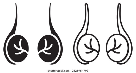 Testicle Icon. Anatomy of male reproductive organs. Anatomy of the human reproductive system.