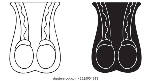 Ícone de testículo. Anatomia dos órgãos reprodutores masculinos. Anatomia do sistema reprodutor humano.