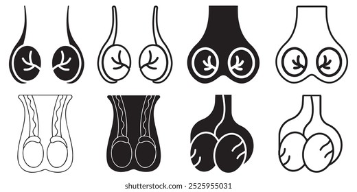 Ícone de testículo. Anatomia dos órgãos reprodutores masculinos. Anatomia do sistema reprodutor humano.