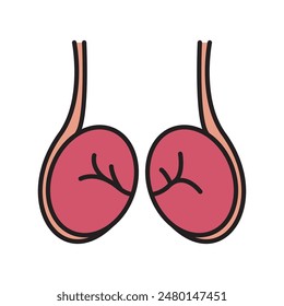 testicles icon, human body anatomy