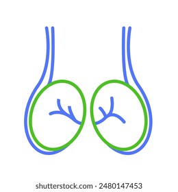 testicles icon, human body anatomy