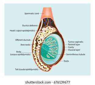 Testicles (Testes). Illustration of a cross section of the testis. Epididymis