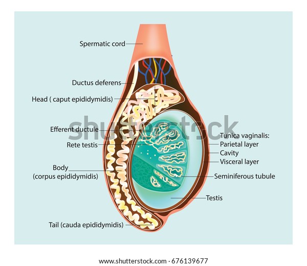 睾丸 精巣の断面図 精巣上体 のベクター画像素材 ロイヤリティフリー