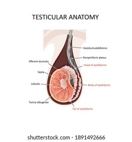 Testicular anatomy. Illustration of a cross section of male testis. Male reproductive system of human