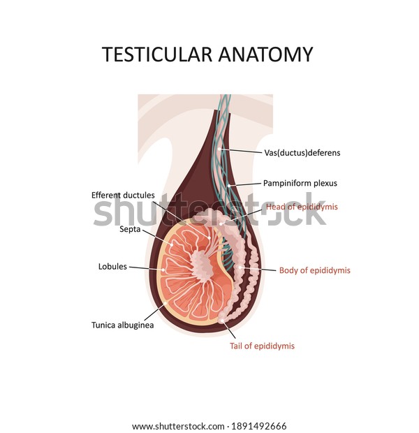 Testicular anatomy.\
Illustration of a cross section of male testis. Male reproductive\
system of human