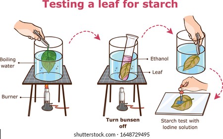 Testing a leaf for starch vector illustration