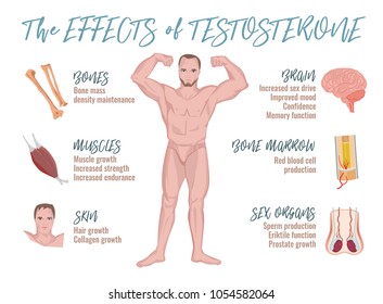 Testosterone effects Infographic image isolated on a light blue background. Male sex hormone and it s role in human body. Scientific, educational and popular-scientific concept.