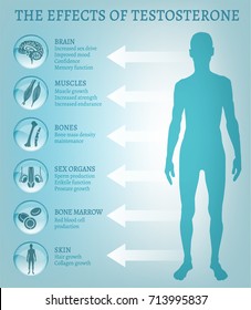Testosterone effects Infographic image isolated on a light blue background. Male sex hormone and it s role in human body. Scientific, educational and popular-scientific concept.
