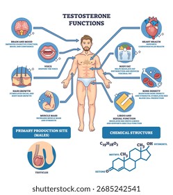Gráfico de funciones de testosterona que ilustra un cuerpo masculino con íconos cerebrales, cardíacos y musculares para explicar los efectos sobre el sentimiento, la salud y la fuerza. Esquema del diagrama