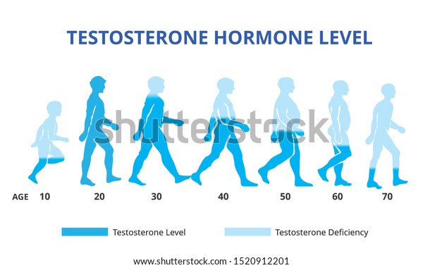Testosterone hormone levels\
chart, vector