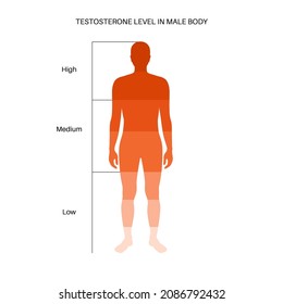Gráfica de color de nivel de testosterona. Producción de hormona sexual por edad, infografía vectorial plana aislada. Diagrama con equilibrio bajo y alto de hormonas en el cuerpo masculino. Ilustración médica de silueta de hombre adulto