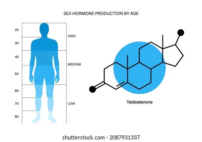 Testosterone Level Color Chart. Sex Hormone Production By Age, Isolated Flat Vector Infographic. Diagram With Low And High Balance Of Hormones In Male Body. Adult Man Silhouette Medical Illustration