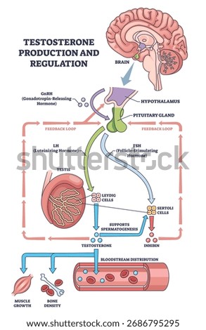 Testosterone production and regulation visualizes HPG axis feedback, brain, pituitary, and testis drive hormone flow to tissues for growth and fertility. Outline diagram