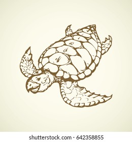 Testudine with bony cartilaginous shield isolated on white backdrop. Freehand outline ink hand drawn picture sketchy in art scribble retro style pen on paper. Close-up top view with space for text
