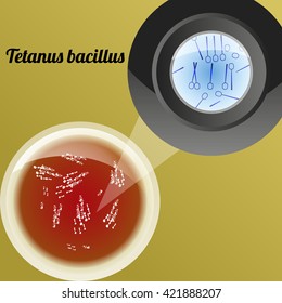 Tetanus bacillus