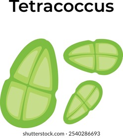Tetracoccus-Bakterien-Wissenschaft, Vektorgrafik