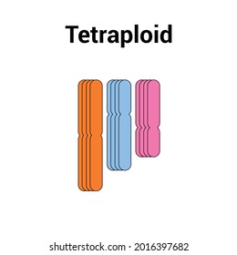 Tetraploid (4n) Types Of Polyploidy