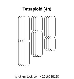 Tetraploid (4n) Types Of Polyploidy