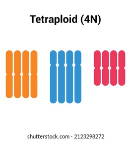 Tetraploid (4n) Types Of Polyploidy