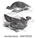 Tetras has fins on prairie chickens (Tetrao cupido), female (top figure) and male, vintage engraved illustration. Trousset encyclopedia (1886 - 1891).