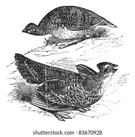 Tetras has fins on prairie chickens (Tetrao cupido), female (top figure) and male, vintage engraved illustration. Trousset encyclopedia (1886 - 1891).