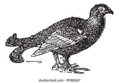 Tetras on white background,  vintage engraved illustration. Dictionary of words and things - Larive and Fleury - 1895.