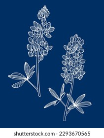 Texas Bluebonnet, Bluebonnet, Texas Lupine, Buffalo Clover, Wolf Flower, line art illustration