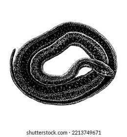 Texas Garter Snake hand drawing. Vector illustration isolated on white background.