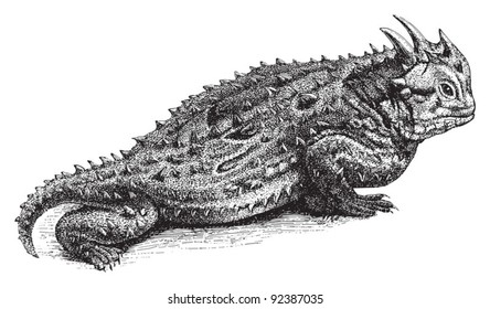 359 Texas horned lizard Images, Stock Photos & Vectors | Shutterstock