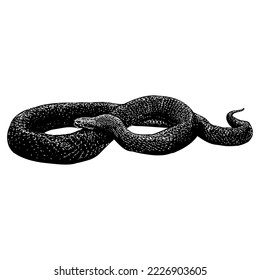 Vector de dibujo de la mano de Indigo de Texas aislado en fondo blanco.