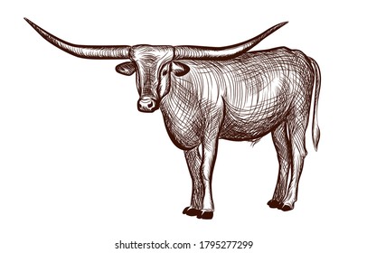 Texas Longhorn bull, domestic animal ink sketch hand drawn illustration isolated on white background illustration for coloring book page. Vector illustrations.