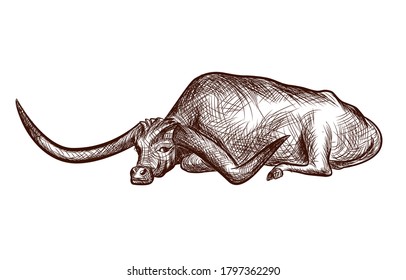Texas Longhorn bull, domestic animal ink sketch, hand drawn illustration isolated on white background illustration for coloring book page. Vector illustrations.