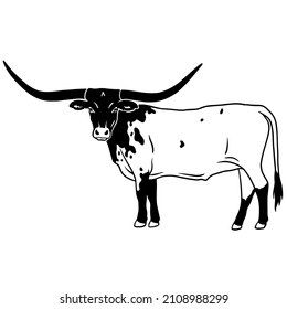 Texas longhorn vector  Design element for poster  t  shirt print  banner  Texas longhorn cattle head   body icon