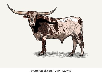 Texas longhorn vector illustration with color